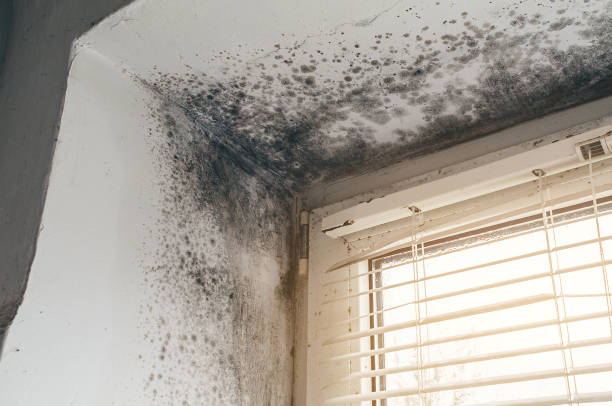 Affordable Mold Cleanup solutions in Wittman, MD