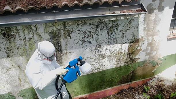 Top rated local Mold Cleanup specialists in Wittman, MD